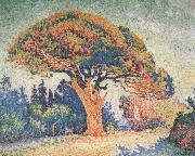 Paul Signac Pine Tree at Saint-Tropez oil painting